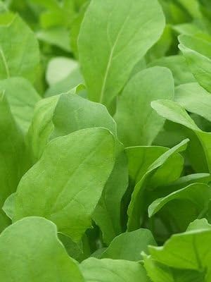 Dirt Goddess Super Seeds ~ Arugula Seeds (1/4 lb) 41,250 Seeds Bulk Non GMO
