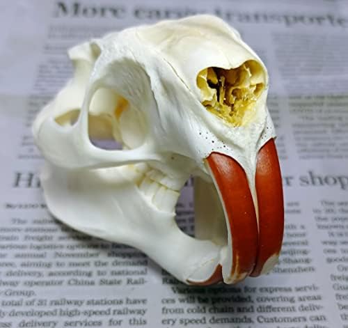 Animal Specimen Real Animal Skull Specimen Taxidermy Cleaned Skull Collection Fox, cat, Mink, Crocodile, Dog, Raccoon, Snake, Rabbit, Goat ，Muskrat，Nutria，Fox's paw (1pcs,Nutria)