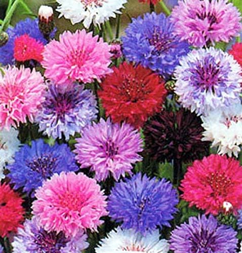 Non GMO Bulk Cornflower/Bachelor Button Seeds - Tall Mix Centaurea cyanus (1/2 Lb) 45,000 Seeds