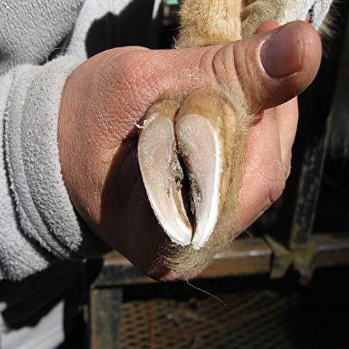 Hoof Boss - Goat Hoof Trimmers Complete Electric Set 110v - Goat Hooves Trimmer Tool Kit - Grinder Discs and Accessories Included