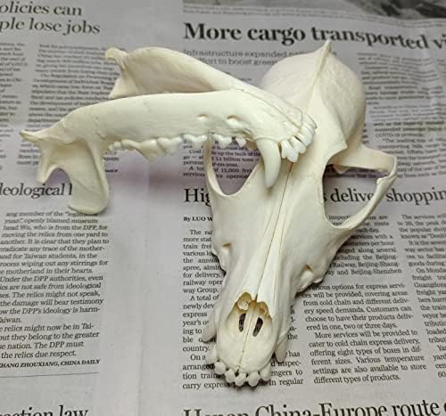 Animal Specimen Real Animal Skull Specimen Taxidermy Cleaned Skull Collection Fox, cat, Mink, Crocodile, Dog, Raccoon, Snake, Rabbit, Goat ，Muskrat，Nutria，Fox's paw (10pcs,The Dog)