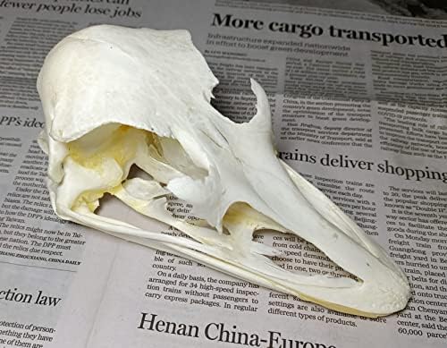 Animal Specimen Real Animal Skull Specimen Taxidermy Cleaned Skull Collection Fox, cat, Mink, Crocodile, Dog, Raccoon, Snake, Rabbit, Goat ，Muskrat，Nutria，Fox's paw (1pcs,Ostrich)