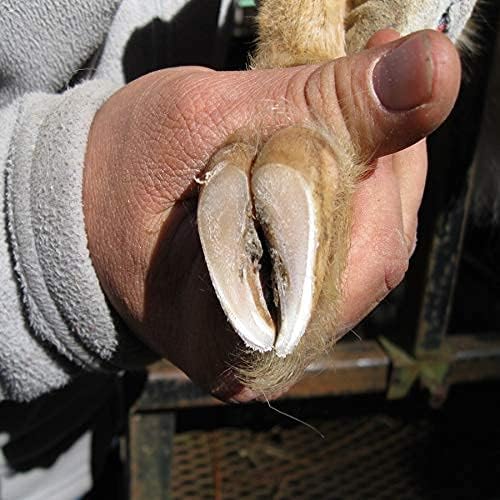 Hoof Boss - Goat Hoof Trimmers Basic Mobile Set - Requires 20 Volt Battery Not Included - Goat Hooves Trimmer Tool Kit - Grinder Discs and Accessories Included