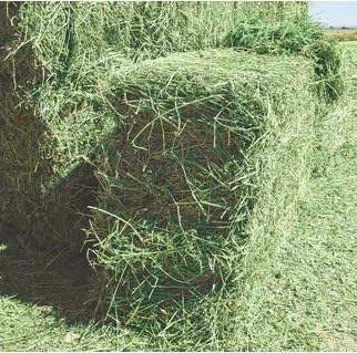 Halby’s Hay™ Premium Alfalfa Flake Hay – 8 lb Bag – Farm Fresh, Sun-Cured, Feed for Rabbits, Guinea Pigs, Chinchillas, Horses & Goats – Soft, Green, Dust-Free, High Protein USA Grown