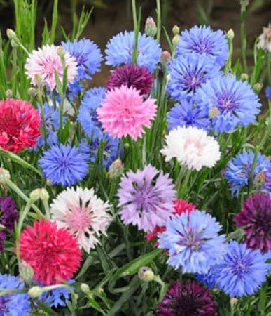 Non GMO Bulk Cornflower/Bachelor Button Seeds - Tall Mix Centaurea cyanus (50 lbs)