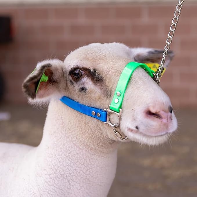 SULLIVAN'S Next Level Sheep & Goat Halter (Light Blue/Lime Green)