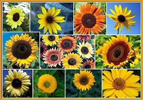 Dirt Goddess Super Seeds ~ Sunflower Seed Mix, Helianthus annuus (1 Lb) Non GMO Bulk, 10 Species of Wildflower Seeds- 2,250 Seeds