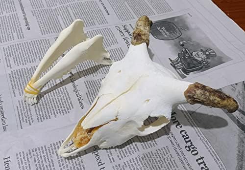 Animal Specimen Real Animal Skull Specimen Taxidermy Cleaned Skull Collection Fox, cat, Mink, Crocodile, Dog, Raccoon, Snake, Rabbit, Goat ，Muskrat，Nutria，Fox's paw (2pcs,The Sheep)