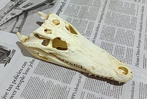 Animal Specimen Real Animal Skull Specimen Taxidermy Cleaned Skull Collection Fox, cat, Mink, Crocodile, Dog, Raccoon, Snake, Rabbit, Goat ，Muskrat，Nutria，Fox's paw (1pcs,11inch Crocodile)