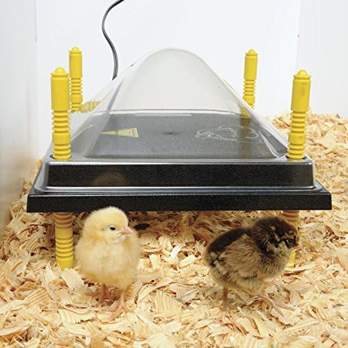 Premier 1 Chick Heating Plate Brooder Kit | Includes: 12" x 12" Plate with Adjustable Legs, Cover, 7 Reuseable Panels, Stand, 3 lb Feeder, Waterer, 10 lbs. Starter Feed | Warms Up to 24 Chicks