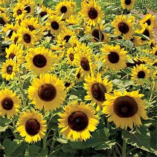 Non GMO Dwarf Sunspot Sunflower Seeds (5 Lbs)