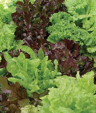 Gourmet Lettuce Mix Seeds (1 Lb) Non GMO