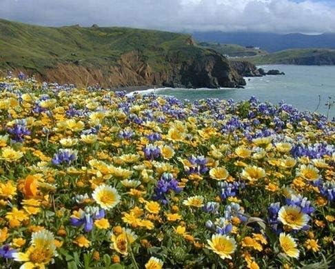 Dirt Goddess Super Seeds ~ Coastal California Wildflower Seed Mix 23 Species of Wildflower Seeds (50 lbs)