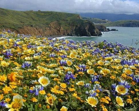 Dirt Goddess Super Seeds ~ Coastal California Wildflower Seed Mix 23 Species of Wildflower Seeds (25 lbs)