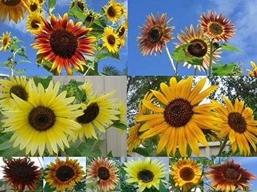 Non GMO Bulk Sunny - Sunflower Seed Mix 2,250 Seeds 10 Species of Wildflower Seeds Helianthus annuus (5 Lbs)
