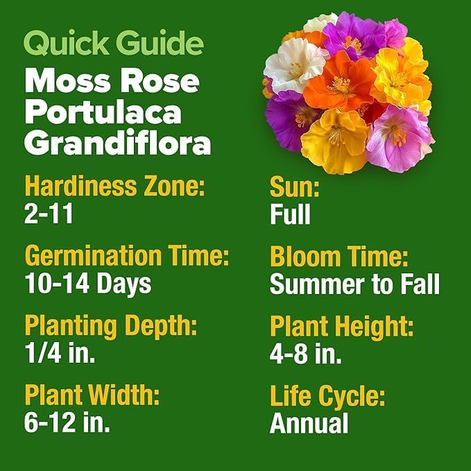 HOME GROWN 47000+ Moss Rose Seeds (Bulk Pack) Annual Flower for Ground Cover - Heirloom Non-GMO Portulaca Seeds for Planting Outdoors - Great for Low-Maintenance Gardens (Portulaca grandiflora)
