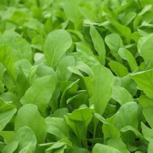 Dirt Goddess Super Seeds ~ Arugula Seeds (1/4 lb) 41,250 Seeds Bulk Non GMO