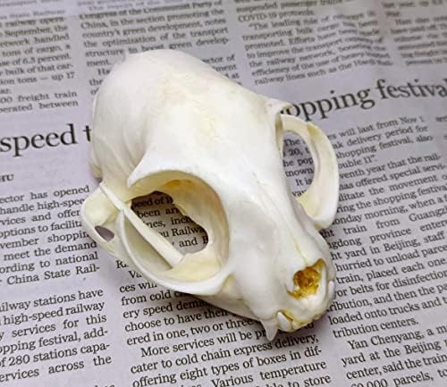 Animal Specimen Real Animal Skull Specimen Taxidermy Cleaned Skull Collection Fox, cat, Mink, Crocodile, Dog, Raccoon, Snake, Rabbit, Goat ，Muskrat，Nutria，Fox's paw (5pcs,The cat)