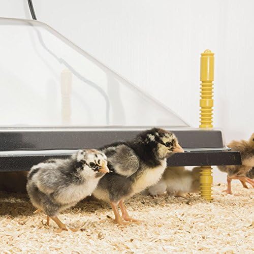 Premier 1 Chick Heating Plate Brooder Kit | Includes: 12" x 12" Plate with Adjustable Legs, Cover, 7 Reuseable Panels, Stand, 3 lb Feeder, Waterer, 10 lbs. Starter Feed | Warms Up to 24 Chicks