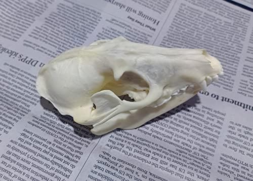 Animal Specimen Real Animal Skull Specimen Taxidermy Cleaned Skull Collection Fox, cat, Mink, Crocodile, Dog, Raccoon, Snake, Rabbit, Goat ，Muskrat，Nutria，Fox's paw (1pcs,Raccoon)