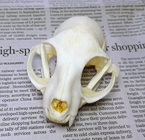 Animal Specimen Real Animal Skull Specimen Taxidermy Cleaned Skull Collection Fox, cat, Mink, Crocodile, Dog, Raccoon, Snake, Rabbit, Goat ，Muskrat，Nutria，Fox's paw (1pcs,The cat)