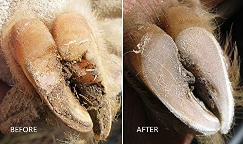 Hoof Boss Electric Goat Hoof Trimmer Kit, 110V US — Rotary Hoof Grinder for Goats & Small Ruminants with Medium & Fine Discs, Dome Top Finisher, Buffing Sander, Safety Glasses & Tool Bag