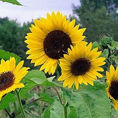 Non GMO Dwarf Sunspot Sunflower Seeds (Helianthus annuus) (50 Lbs)