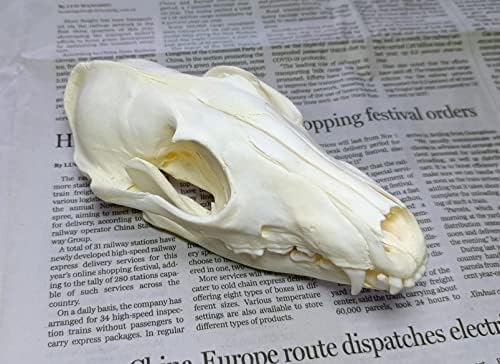 Animal Specimen Real Animal Skull Specimen Taxidermy Cleaned Skull Collection Fox, cat, Mink, Crocodile, Dog, Raccoon, Snake, Rabbit, Goat ，Muskrat，Nutria，Fox's paw (1pcs,Fox)
