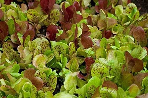 Dirt Goddess Super Seeds ~ Gourmet Lettuce Mix Seeds (1/2 Lb) Non GMO