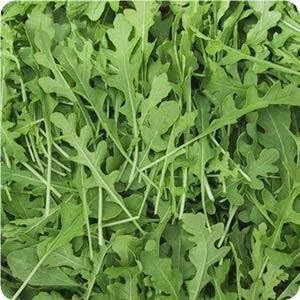 Bulk Organic Arugula Seeds (10 lb)