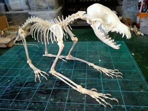 Animal Specimen Real Animal Skull Specimen Taxidermy Cleaned Skull Collection Fox, cat, Mink, Crocodile, Dog, Raccoon, Snake, Rabbit, Goat ，Muskrat，Nutria，Fox's paw (1pcs,Fox Skeleton)