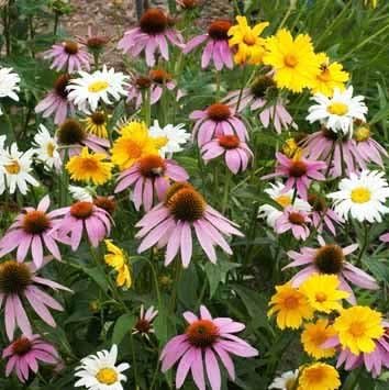 Non GMO Bulk Partial Shade Wildflower Seed Mix 22 Species of Wildflower Seeds (50 lbs)