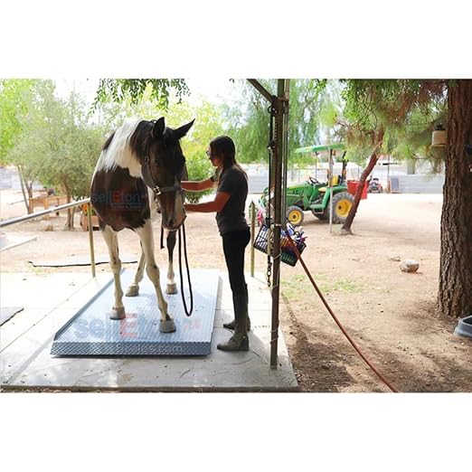SellEton SL-929 Livestock & Cattle Alleyway Scale with The Size XL-8’ x 48" | 5000 lbs x 1 lb