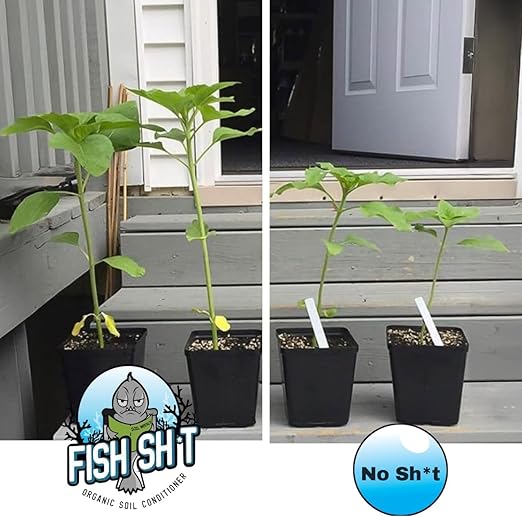 Fish Head Farms Organic Soil Conditioner for Yield and Flavor Enhancement. Improves Fertilizer Efficiency. Useful in Both Garden Soil and Hydroponics Applications (1 Liter with Garlic Chives)