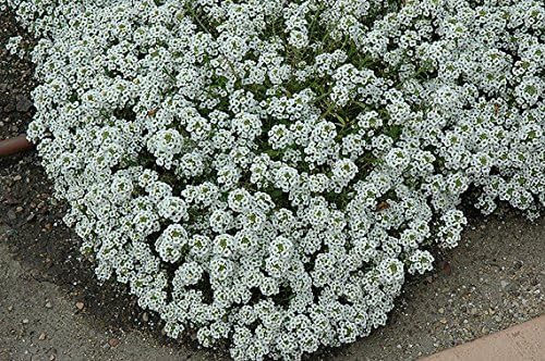 Dirt Goddess Super Seeds ~ Alyssum, Sweet Tall Flower Seeds (1 Lb) Lobularia maritima Non GMO