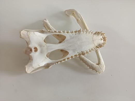 Animal Specimen Real Animal Skull Specimen Taxidermy Cleaned Skull Collection Fox, cat, Mink, Crocodile, Dog, Raccoon, Snake, Rabbit, Goat ，Muskrat，Nutria，Fox's paw (3pcs,4inch Crocodile)
