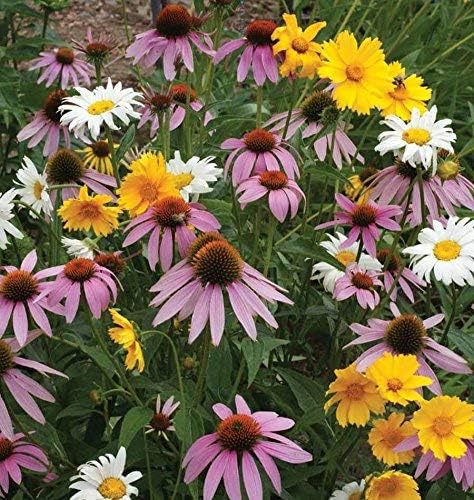 Non GMO Bulk Partial Shade Wildflower Seed Mix 22 Species of Wildflower Seeds (25 Lbs)