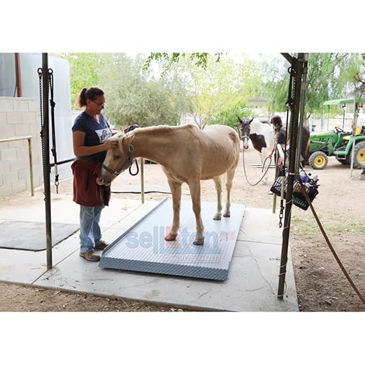 SellEton SL-929 Livestock & Cattle Alleyway Scale - Animal Weighing Equipment with Two Ramps with 5000 lbs x 1 lb