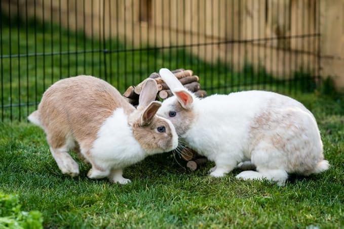 New Country Organics Rabbit Food Pellets - Essential Bunny Supplies - Corn-Free and Soy-Free - 15% Protein Rabbit Feed - Certified Organic and Non-GMO - 25 lbs