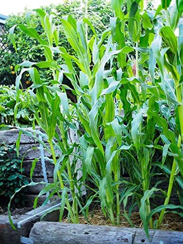Dirt Goddess Super Seeds ~ Bulk Sweet Corn Seeds (1 LB) 3,000 Seeds ~Golden Bantam