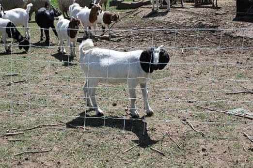 Starkline 42" x 164' Electric Netting All-in-One Solar Kit for Goats, Sheep, Gardens, Beehives, Dogs, and More for Backyards, Homesteads, Farms and Ranches