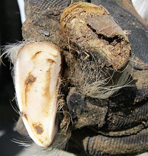 Hoof Boss - Goat Hoof Trimmers Complete Electric Set 110v - Goat Hooves Trimmer Tool Kit - Grinder Discs and Accessories Included