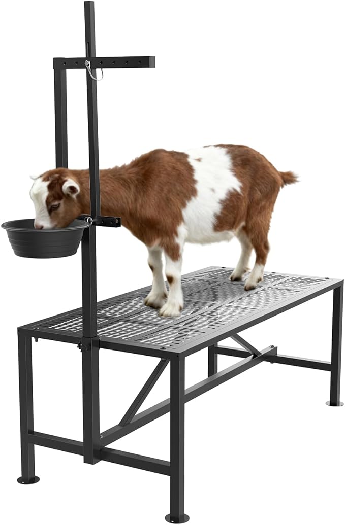 Upgrade Goat Milk Stand with Feed Bin, 400lbs Goat Stand for Grooming & Hoof Trimming, 1mm Thick Platform & Anti-Slip Design, for Pygmy and Dwarf Goats, Firm Head Lock and Adjustable Head