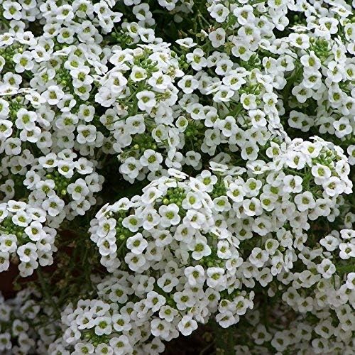 Dirt Goddess Super Seeds ~ Alyssum, Sweet Tall Flower Seeds (1/4 Lb) Lobularia maritima Non GMO