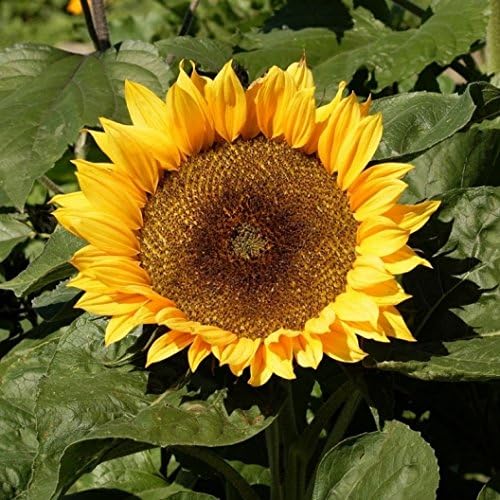 Dirt Goddess Super Seeds ~ Dwarf Sunspot Sunflower Seeds (1/4 Lb) (Helianthus Annuus) 1,000 Seeds Non GMO