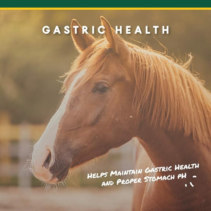 Corta-Flx U-Gard Powder, Equine Digestive Supplement to Maintain Gastric Health , Helps Prevent Ulcer Formation, Supplement for Horses, 8 LB
