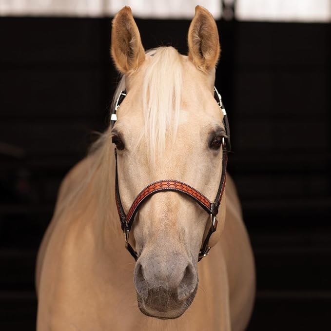 Schneiders Sunburst Ranch Western Show Halter for Horses | Hand-Tooled Leather | Semi-Custom Fit | Silver-Plated Hardware | Elegant Ranch Class Design