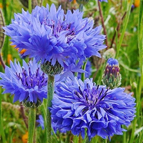 Non GMO Bulk Cornflower/Bachelor Button Seeds - Tall Blue Centaurea cyanus (25 lbs)