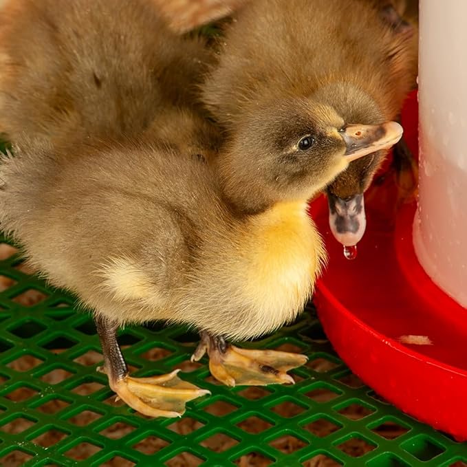 Premier 1 Chick Heating Plate Brooder Kit | Includes: 12" x 12" Plate with Adjustable Legs, Cover, 7 Reuseable Panels, Stand, 3 lb Feeder, Waterer, 10 lbs. Starter Feed | Warms Up to 24 Chicks