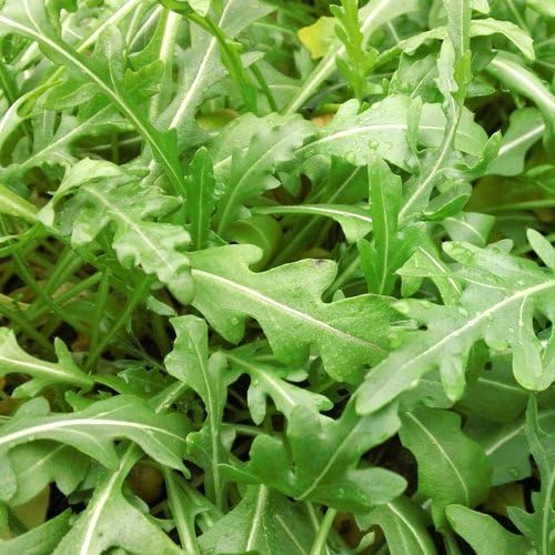 Dirt Goddess Super Seeds ~ Arugula Seeds (1/4 lb) 41,250 Seeds Bulk Non GMO